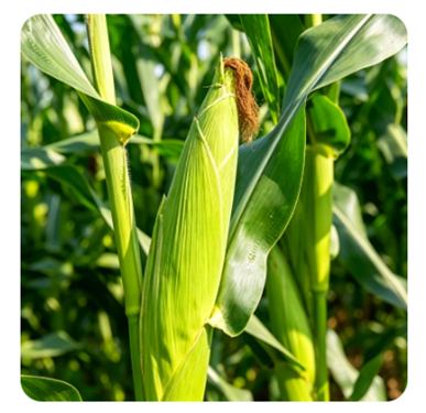 Yiman Agriculture dostarcza najwyższej jakości kiszonkę z kukurydzy i paszę dla zwierząt gospodarskich dla globalnych partnerów rolniczych