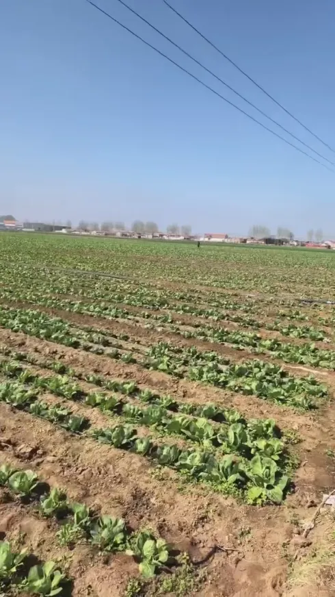Jakie główne mocne strony sprawiają, że Yiman Agriculture jest Twoim idealnym dostawcą w zakresie projektów importu luzem kiszonej kapusty?