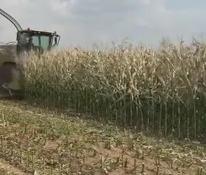 Jak znaleźć niezawodnych dostawców kiszonki z kukurydzy dla zagranicznych gospodarstw produkujących mleko i wołowinę?